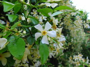 IMG_2836.JPG