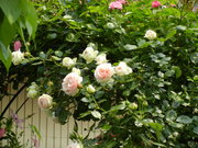 DSCN0122.JPG