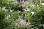 110516-garden01.jpg