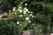 110522-garden01.jpg