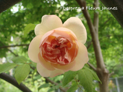 Desprez_a_Fleurs_Jaunes1003.jpg