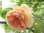 Desprez_a_Fleurs_Jaunes1005.jpg