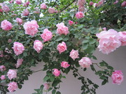 IMG_1195.JPG