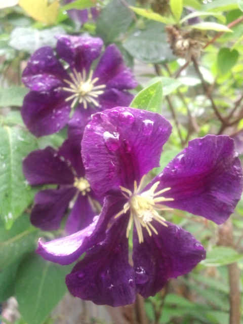 クレマチス エトワール バイオレット 花追い人の小さな庭さんの庭 花 ガーデン写真集 みんなのガーデニング写真集