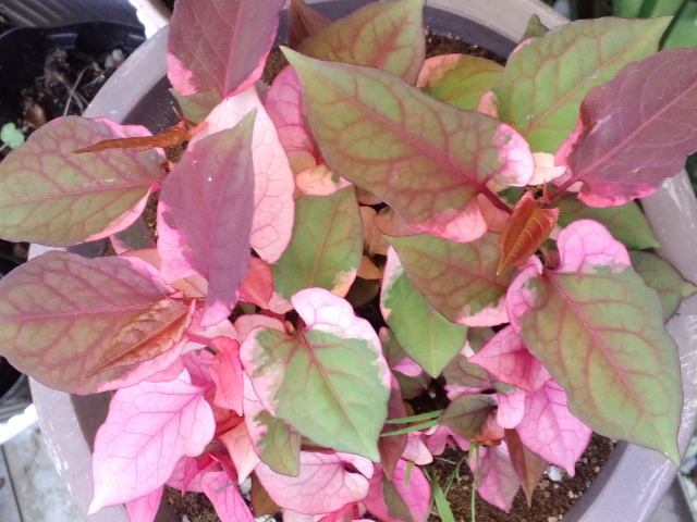 斑入りイタドリ 斑入り虎杖 花追い人の小さな庭さんの庭 花 ガーデン写真集 みんなのガーデニング写真集