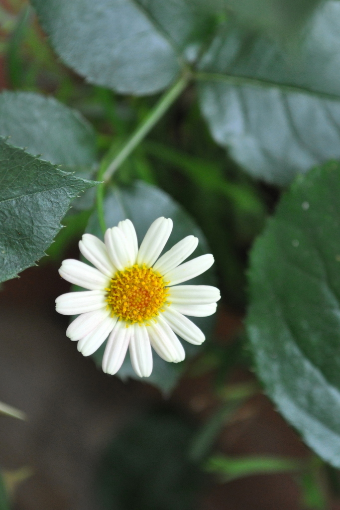 薔薇の葉から顔を出すマーガレット ミモザ15さんの庭 花 ガーデン写真集 みんなのガーデニング写真集