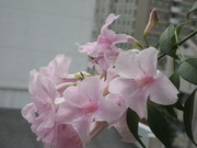 IMG_1087.JPG