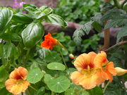 P1010010.JPG
