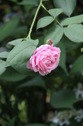 IMG_0416.JPG