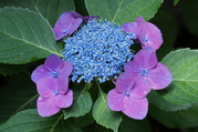 DSC02728.JPG
