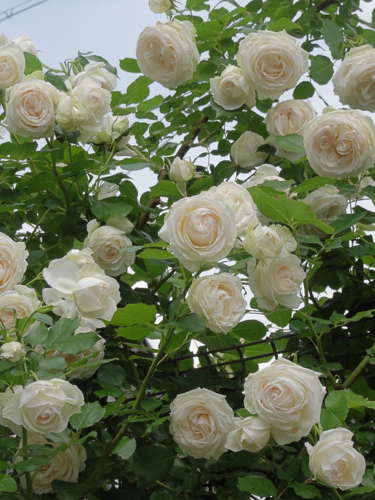 ブラン ピエール ドゥ ロンサール Miyaviさんの庭 花 ガーデン写真集 みんなのガーデニング写真集