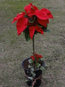 2poinsetia.JPG