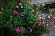 20130513_1.JPG