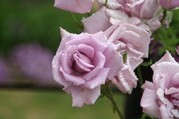 IMG_3737.JPG