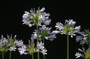 IMG_4474.JPG