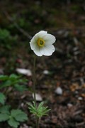 2011_05_28_anemone20eregansurozu.jpg