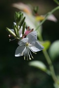 gaura_0.jpg