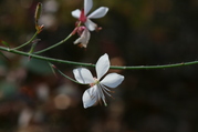 gaura_1.jpg