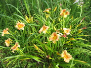 IMG_26347E1.JPG