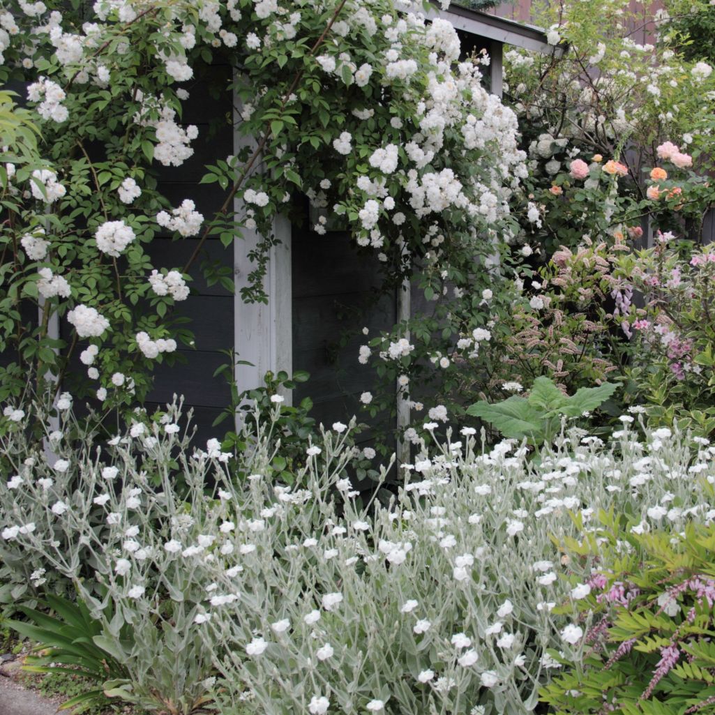 白い花をまとう小屋 アルキミストさんの庭 花 ガーデン写真集 みんなのガーデニング写真集
