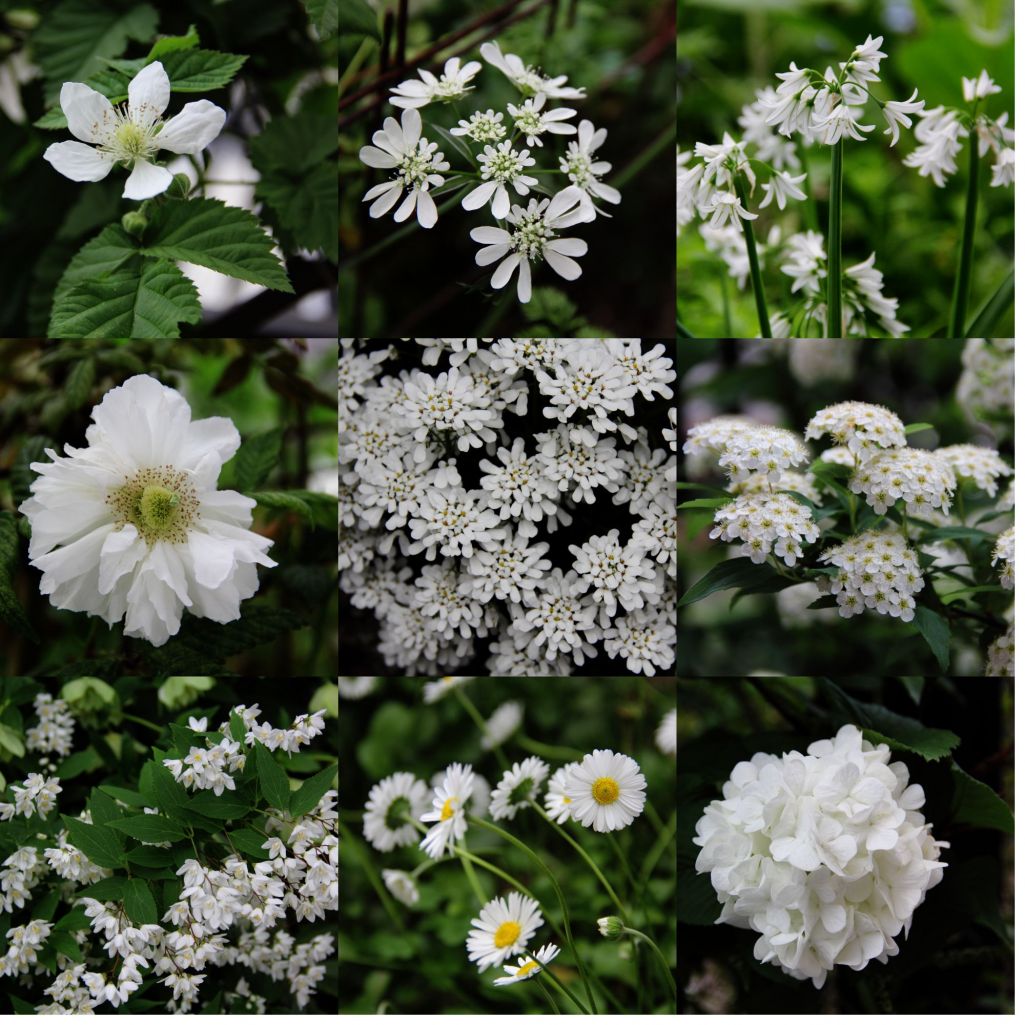 庭に咲いている白い花 アルキミストさんの庭 花 ガーデン写真集 みんなのガーデニング写真集