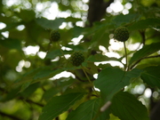 P1000153.JPG