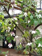 IMG_1197__yunnaneisisu.jpg