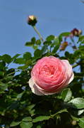 DSC_8012.jpg