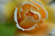 DSC_8046.jpg