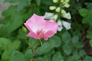 DSC_8290_0.jpg