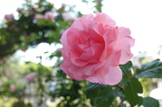 P1060017.jpg