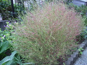 R0012536.JPG