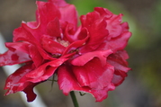 DSC_1721.JPG