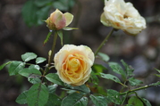 DSC_1732.JPG