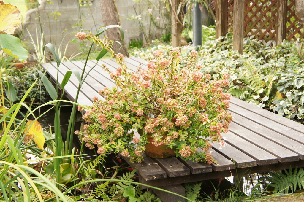 アベリア カレイドスコープ 産直花だん屋さんの庭 花 ガーデン写真集 みんなのガーデニング写真集