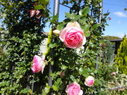 DSC01700.JPG