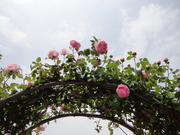 DSC01761.JPG