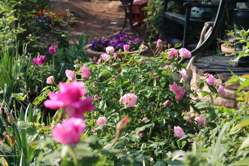 ピンクサマースノー 深谷市ナチュラルガーデンさんの庭 花 ガーデン写真集 みんなのガーデニング写真集