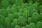 Myriophyllum_aquaticum_.jpg