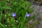 Wahlenbergia_marginata_28Thunb_29_A__DC.jpg