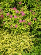 my-garden_011_28329.JPG