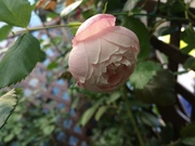 IMG_6443.JPG
