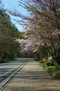 24_5_6sakura_009.jpg