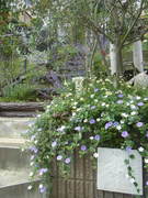 20110531_052.jpg