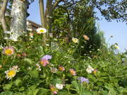 erigeron2011052020001.jpg