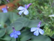 roberia20purinsesuburu20110619_002.jpg