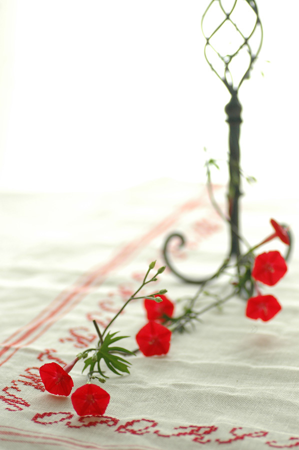 モミジバルコウソウ Boisさんの庭 花 ガーデン写真集 みんなのガーデニング写真集 モミジバルコウソウ Boisさんの庭 花 ガーデン写真集 みんなのガーデニング写真集