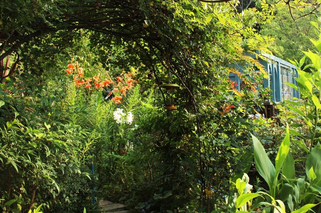 夏の庭 Poirotさんの庭 花 ガーデン写真集 みんなのガーデニング写真集