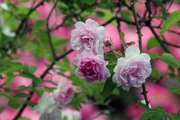 20130521_03.jpg