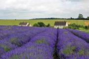 2016_07_08_Cotwold_Lavender_01.jpg